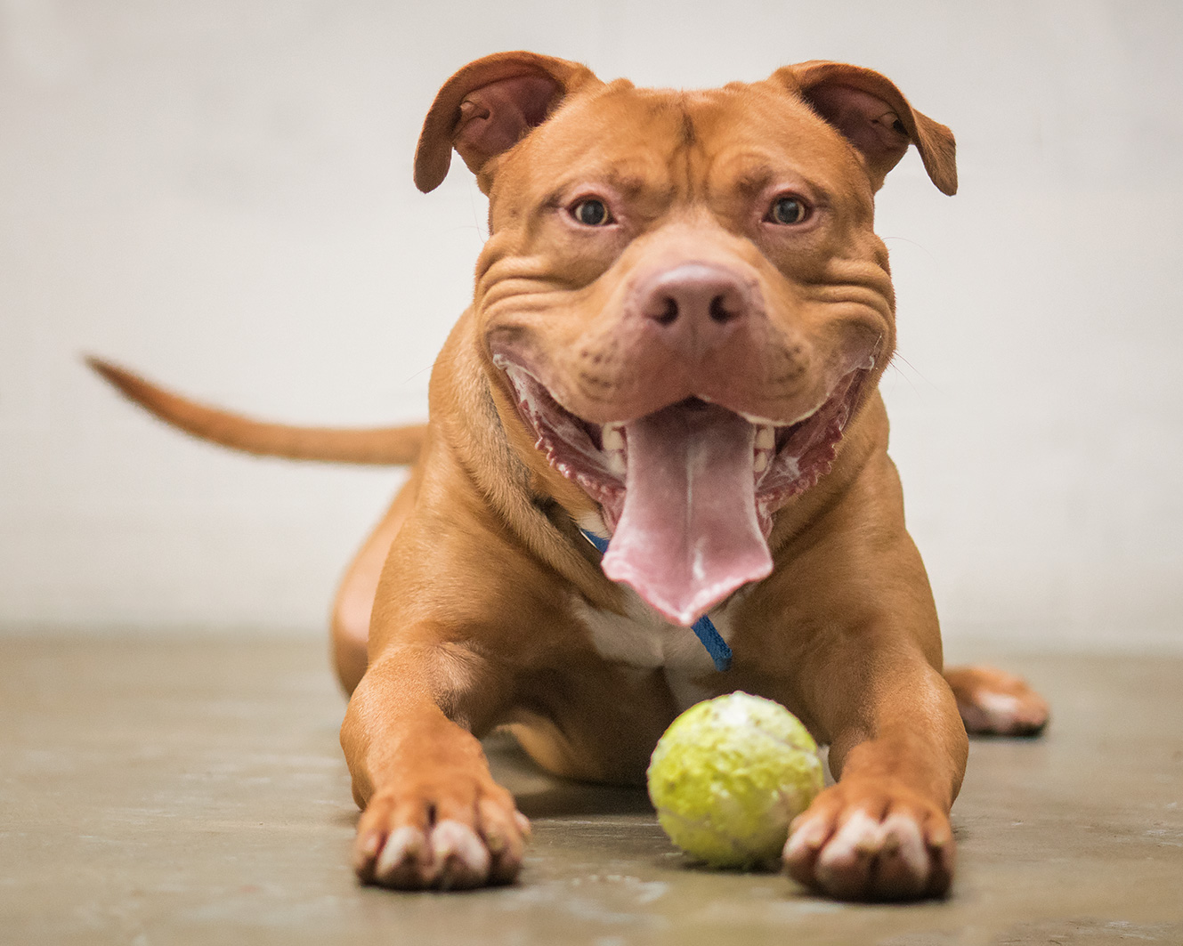 Dog with tennis ball