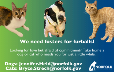 Spotlight NACC Foster A Pet Image Link