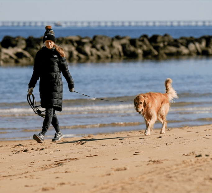 Dog at the Beach Image