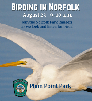 Birding In Norfolk August3_Web Spotlight