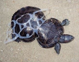 Turtle stuck in plastic ring picture