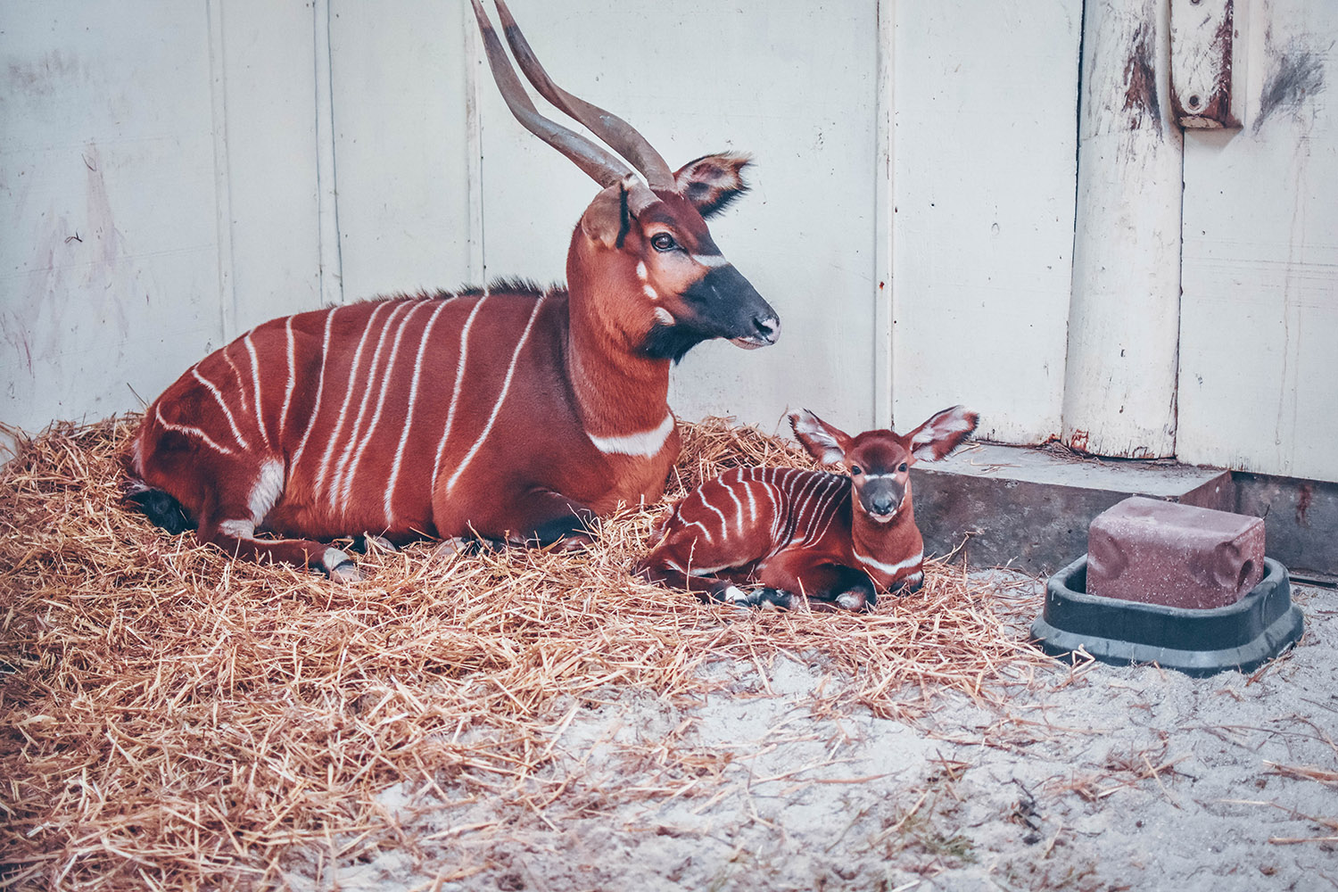 Virginia Zoo Welcomes Baby Bongo