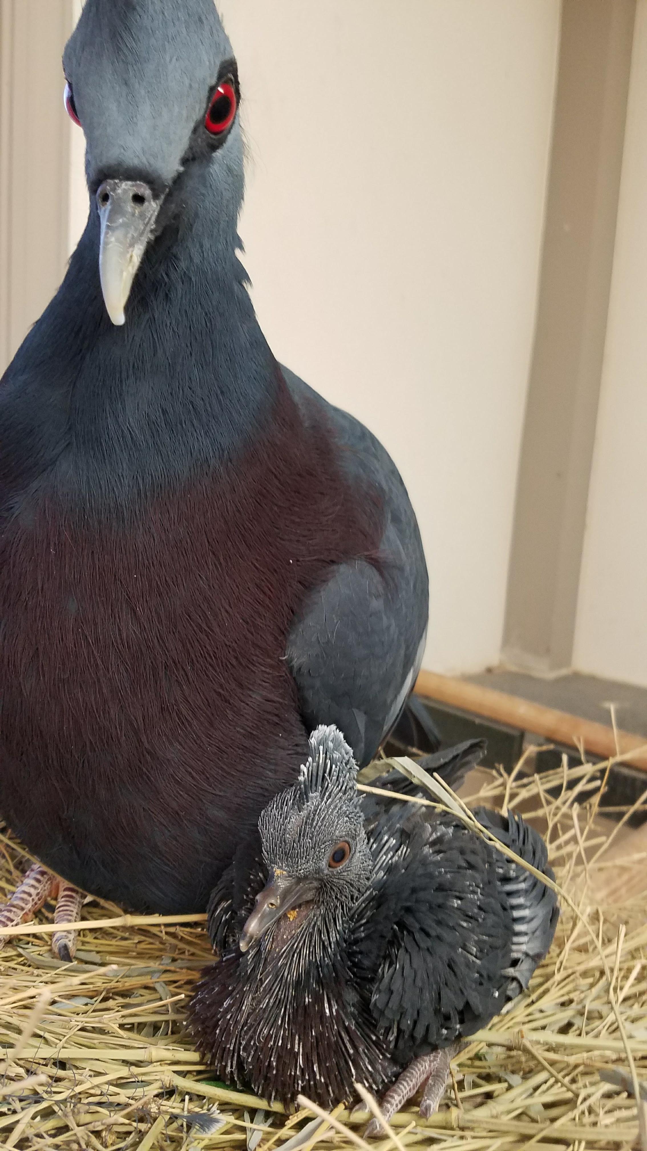 Largest Pigeon Species Hatched at the Virginia Zoo